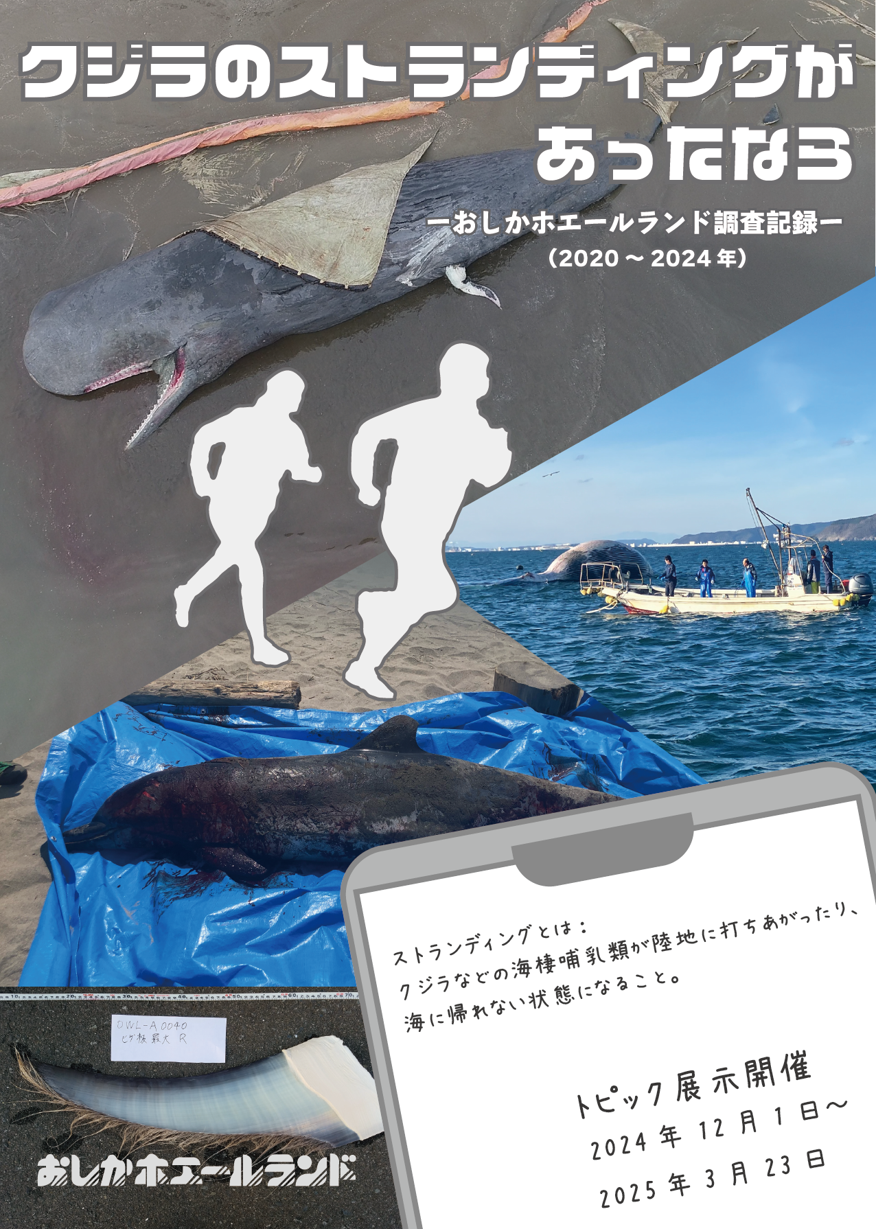 【送料込】　クジラの歯（石巻市鮎川港） 金華山 鯨の貯金箱おまけ付き 送料込】 クジラの歯（石巻市鮎川港） 金華山 鯨の貯金箱おまけ