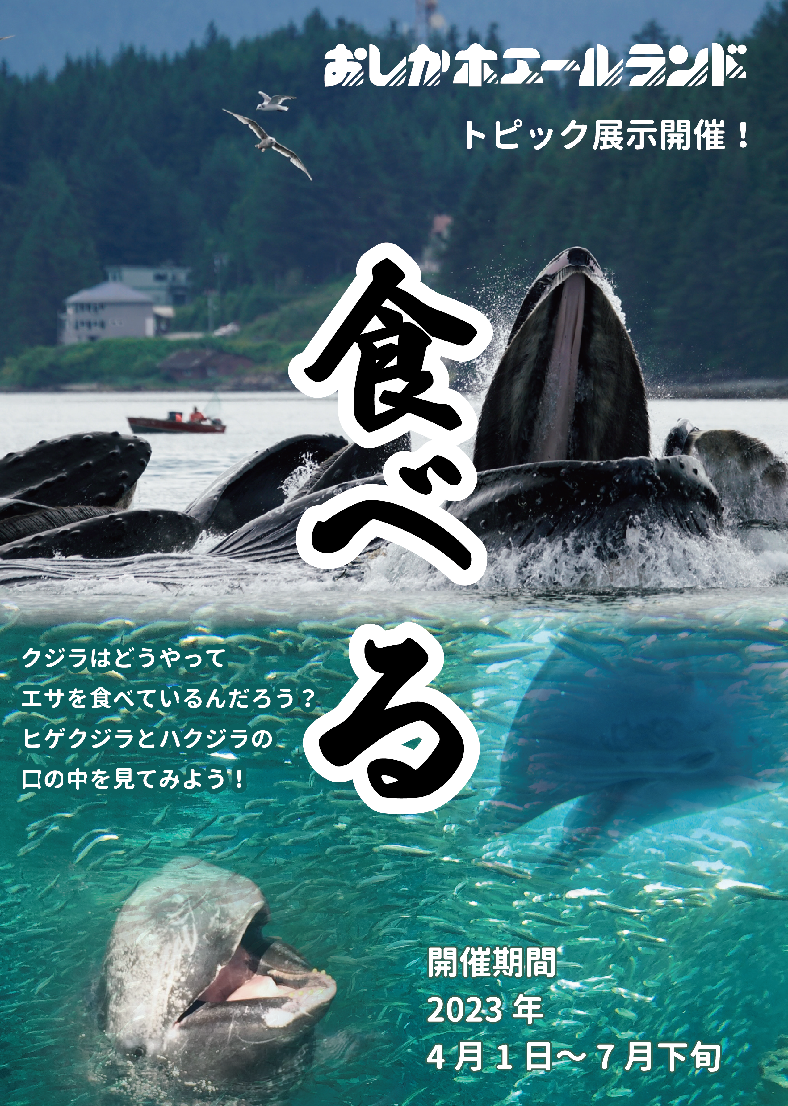 トピック展示を開催します！ - ホエールタウンおしか